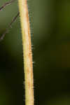 Cucumberleaf sunflower 